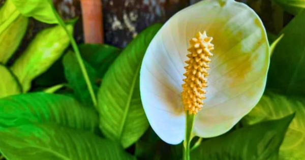 使用这种自制肥料，和平百合会长得更大，花的时间也更长